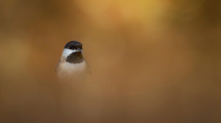 Cute little bird. Nature background.  © serkanmutan