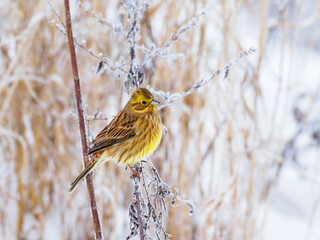 Yellowhammer bird (Emberiza citrinella) in winter