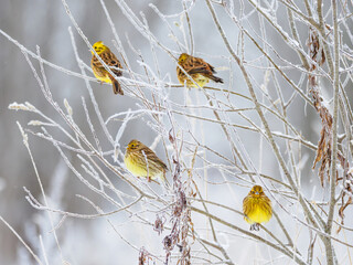 Yellowhammer birds (Emberiza citrinella) in winter