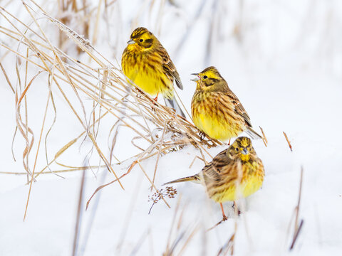 Yellowhammer birds (Emberiza citrinella) in winter