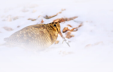Obraz premium Woodcock. Winter nature background. Bird: Eurasian Woodcock. Scolopax rusticola. 