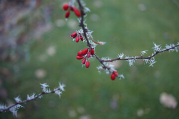 red berries on a branch covered with white frost on a blurred green background