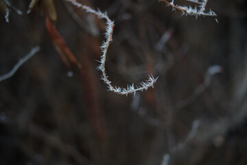 a bent, dry branch covered with needles of white frost