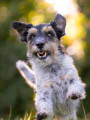 energetic small jack russell terrier dog half body running head-on in green meadow at golden hour