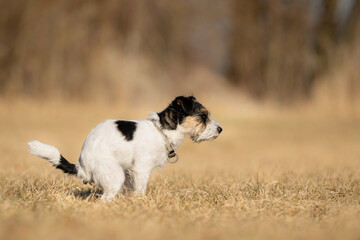 A  tricolor Jack Russell dog defecating on autumn meadow, side view, small doggy in crouching position