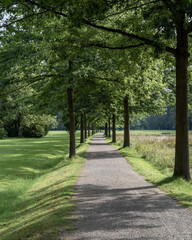 Obraz premium Serene tree-lined pathway in a park with lush greenery and a tranquil lake nearby during daylight