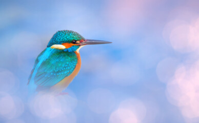 Obraz premium An aesthetically pleasing photograph of a kingfisher. Green nature background. 