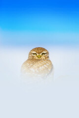 An owl photographed in the snow. The background is a natural and striking snow scene.