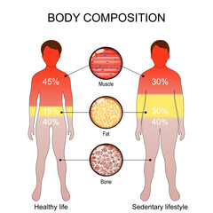 Body composition. Close-up of Muscle, Bone, and Fat tissue. The difference between a sedentary lifestyle and healthy life style