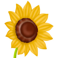 sunflower on white background