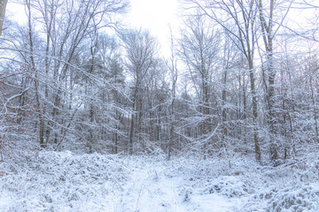 Fototapeta premium A winter deciduous forest where brown fallen leaves are covered with fresh snow. Bare trees and soft light create a quiet, cold atmosphere, showing the contrast between autumn remains and winter calm.