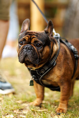 French bulldog on leash outdoors