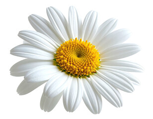 Fototapeta premium A close-up view shows a vibrant daisy with white petals and a bright yellow center