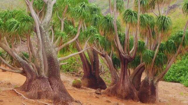 Footage showcasing full-grown Elephant's Foot Palm trees and other unique dryland plants thriving in the arid, rocky terrain of the Koko Crater Botanical Garden, located within a dormant volcanic crat