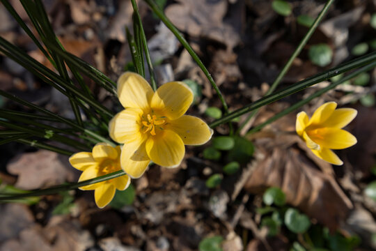 yellow blooming "Goldilocks" (Crocus chrysanthus) is not native to central europe - Powered by Adobe
