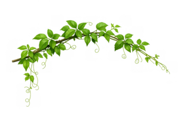 Green vine plant branch with fresh seasonal leaves forming a decorative border, natural spring foliage on transparent background