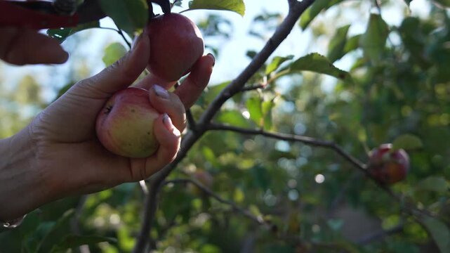 Apples, harvesting, pruners, woman cuts ripe red fruit from a tree branch in a sunny orchard garden.