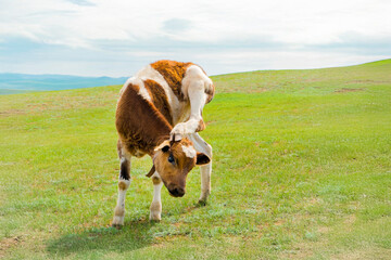 モンゴルの大草原の子牛 © Nii Koo Nyan