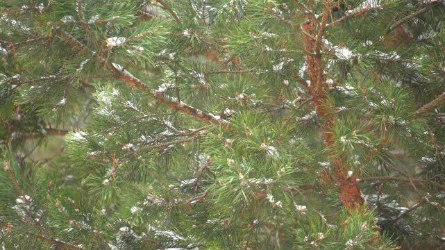 Close-up of a green pine branch covered with fresh white snow and hoarfrost in a coniferous forest. Softly blurred tree silhouettes in the background create a depth of field effect. The image conveys 