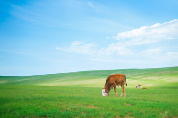 モンゴルの大草原の子牛 © Nii Koo Nyan