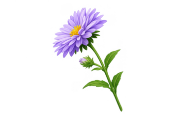 Purple aster flower blooming detail with green leaves and bud, watercolor illustration, transparent background
