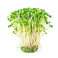 Illustration of fresh broccoli microgreens isolated on white background with green leaves and roots