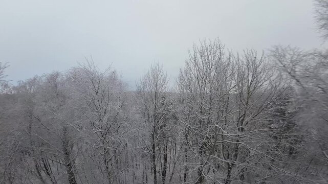 Smooth FPV drone flight above leafless deciduous trees covered in frost and snow. Captures a serene, overcast winter atmosphere with delicate icy branches and soft motion.