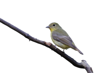 Beautiful Green-backed flycatcher perched on a branch isolated on transparent background png file
