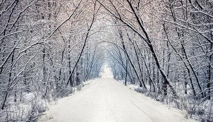 A white winter road through the forest