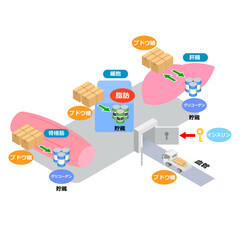 ブドウ糖とインスリンの役割