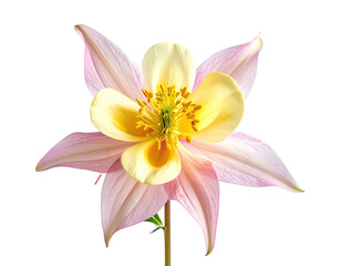 Naklejka premium Close-up of a delicate, multi-petaled bloom with soft pink and cream coloring, isolated on black