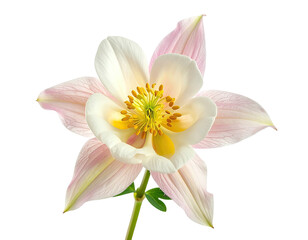 Obraz premium Delicate Columbine blossom with soft pink and white petals on a stark black background