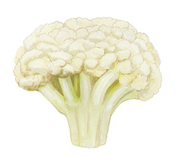 カリフラワーのイラスト