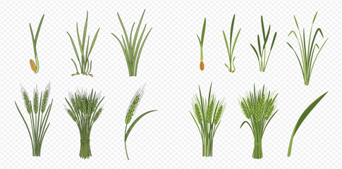 Fototapeta premium Set of green wheat, rye, and barley sprouts and mature plants, isolated on transparent background, showing different growth stages of cereal crops.