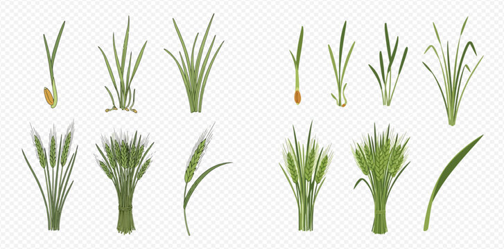 Set of green wheat, rye, and barley sprouts and mature plants, isolated on transparent background, showing different growth stages of cereal crops.