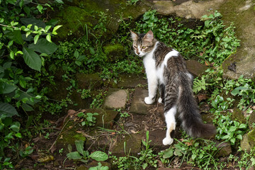 Wild cat, Domestic cat, Felis silvestris