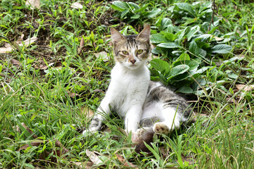 Wild cat, Domestic cat, Felis silvestris