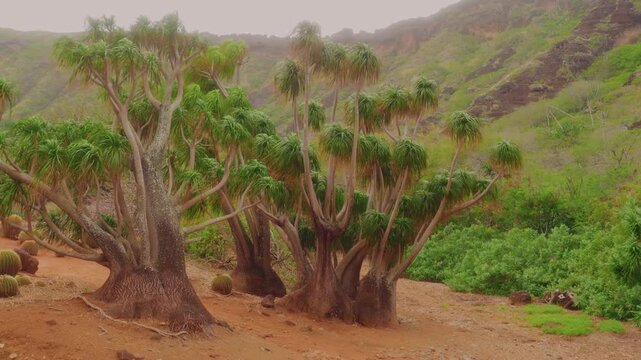 Footage capturing the unique, desert-like landscape of the Koko Crater Botanical Garden in Honolulu, Oahu, Hawaii. The scene features several large, mature elephant's foot palm trees (Beaucarnea graci