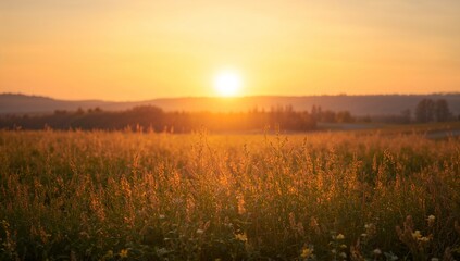 A golden sunrise over a field of tall grass, creating a breathtaking, scenic view. The warm sunlight bathes the landscape