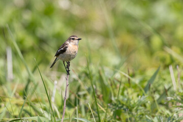 Fototapeta premium A female Amur stonechat sits on a dry blade of grass