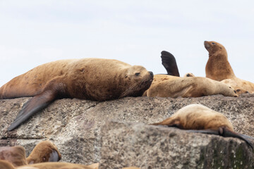Steller sea lion's rookery. Nevelsk, Sahalinskaya Oblast, Russia