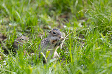 Speckled ground squirrel animal standing in the grass close up