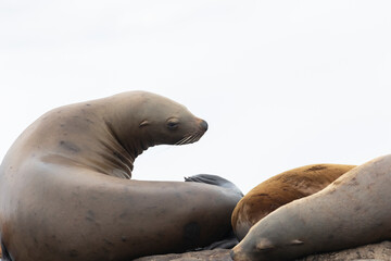 Fototapeta premium Steller sea lion's rookery. Nevelsk, Sahalinskaya Oblast, Russia