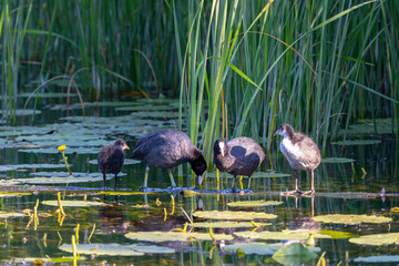 Eurasian coots bird swims on a lake among reeds