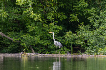 A grey heron stands in the lake water