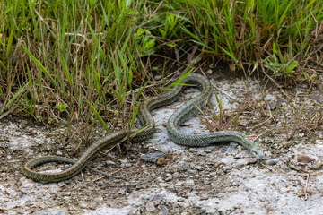 A close-up of a Japanese rat snake. Kunashir, Southern Kuril Islands