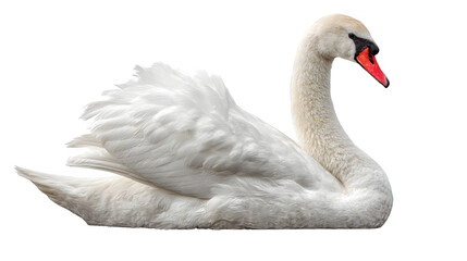 Fototapeta premium White swan sitting isolated on white background