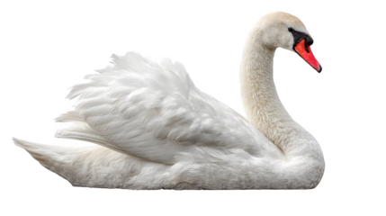 White swan sitting isolated on white background