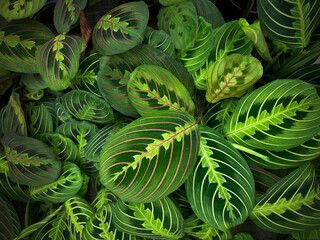 Exotic Maranta Leuconeura Fascinator plant leaves Beautiful color floral background
