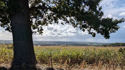 Fototapeta premium Horizon behind trees and crops 